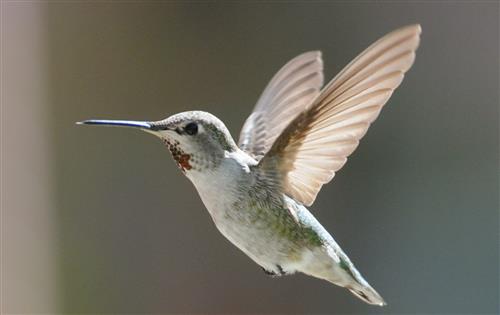 flight 